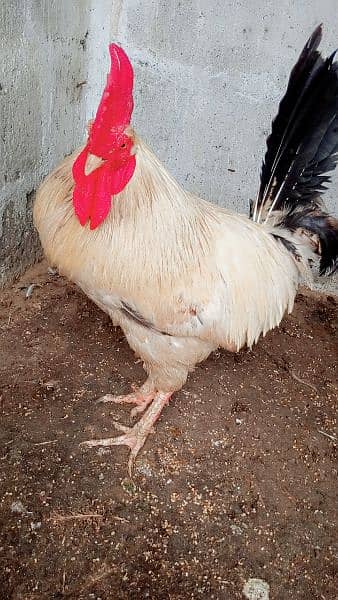 selling hen's 6