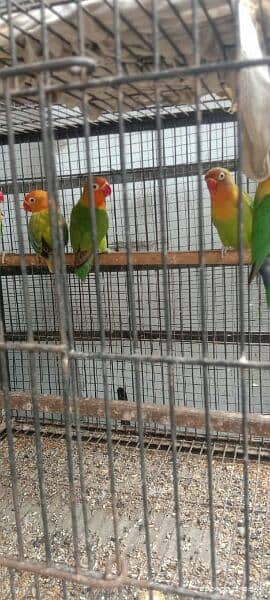 beautiful love birds available 3