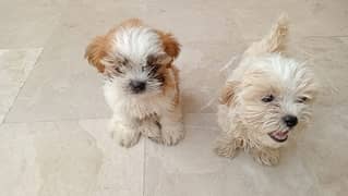 Shih Tzu