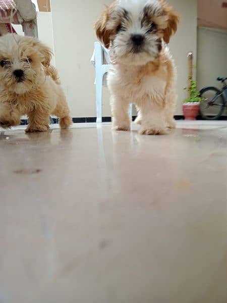 Shih Tzu 1