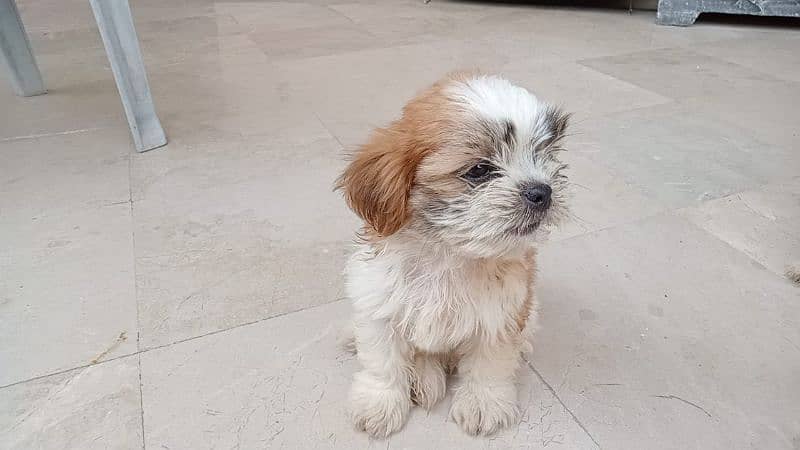 Shih Tzu 7