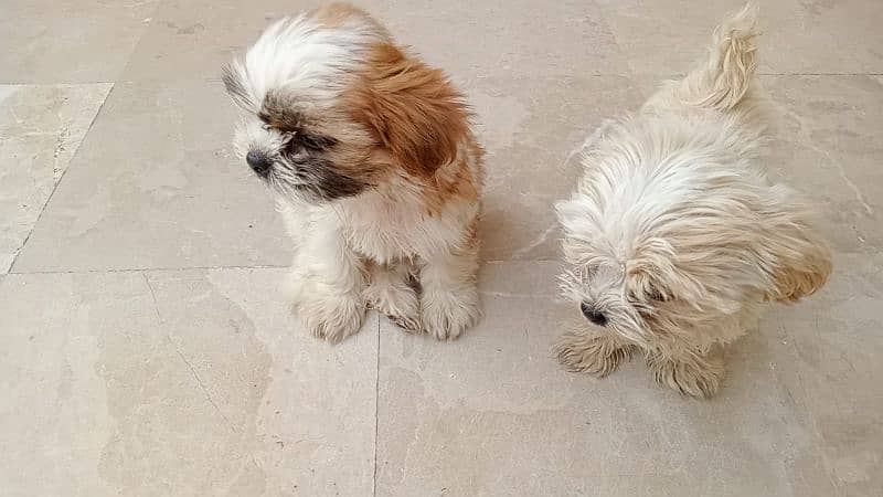 Shih Tzu 8