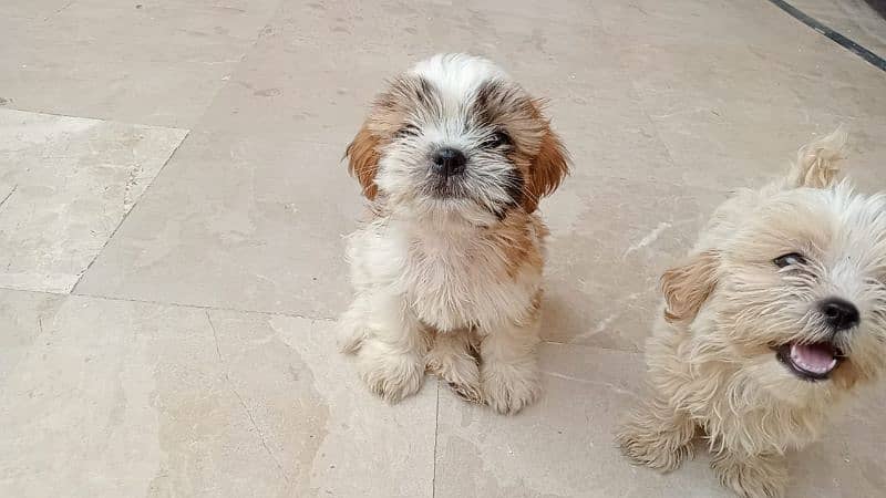 Shih Tzu 9