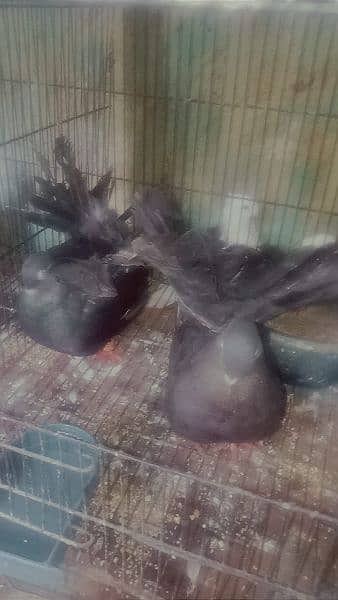 English fantail. for sale pigone 0