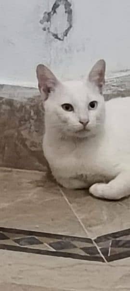 Turkish Angora 0