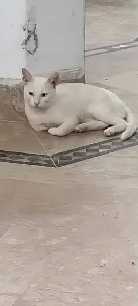 Turkish Angora 2