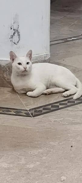 Turkish Angora 3