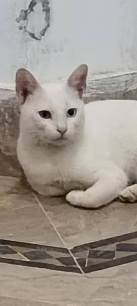 Turkish Angora 4