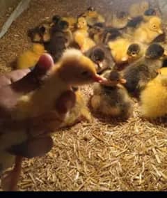 duck chick for sale