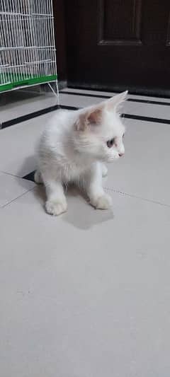 Semi Persian Cat 0