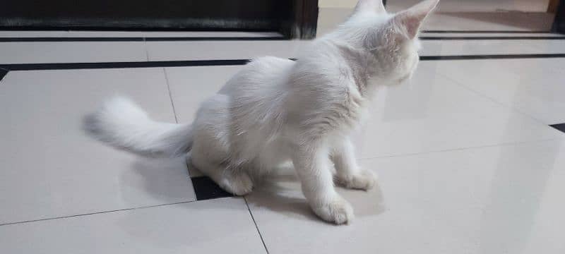 Semi Persian Cat 3