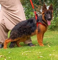 German Shepherd purple long coat male heavy bone structure show