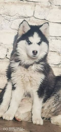 husky