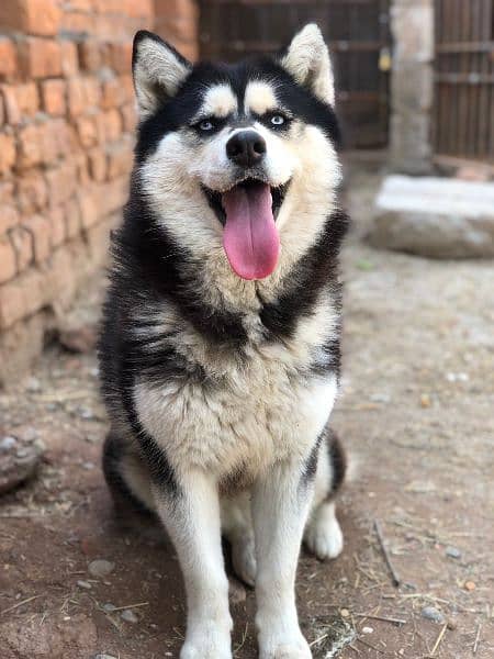 husky puppies 1