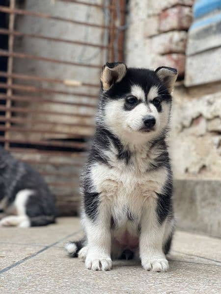 husky puppies 6