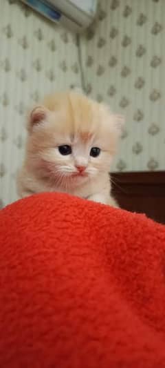 Persian Brown and white kittens