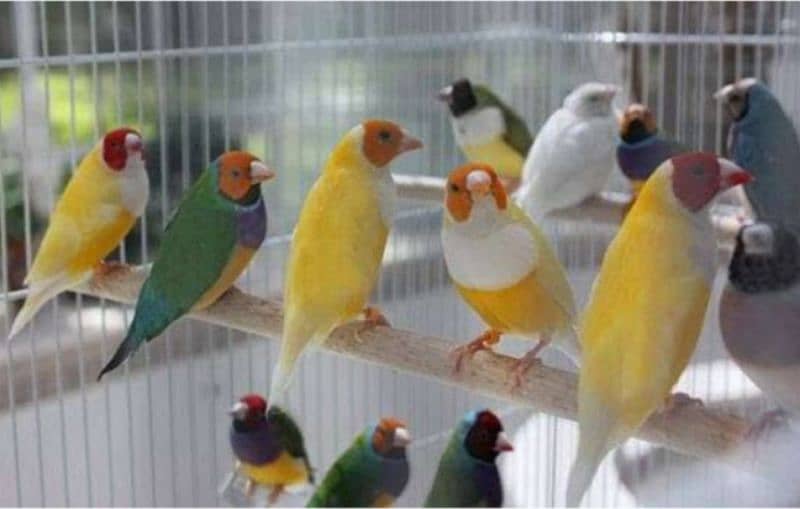 gouldian and foster Finches healthy pairs. (urgent for sale) 1