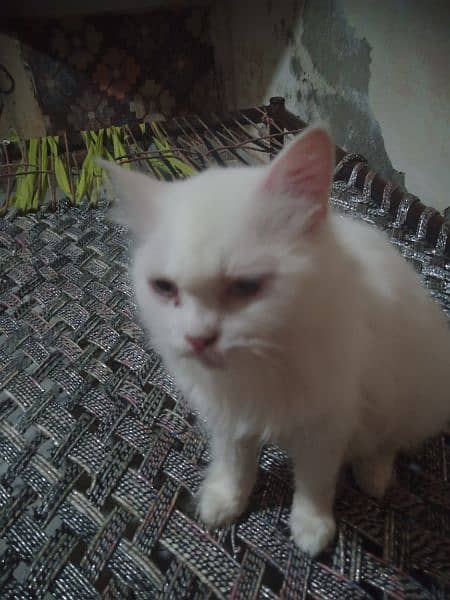 Persian Full White Triple Coat Silver Eyes 1