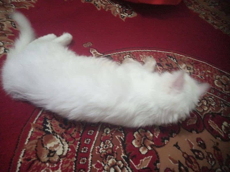 Persian Full White Triple Coat Silver Eyes 3