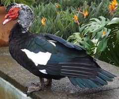 Muscovy duck egg laying