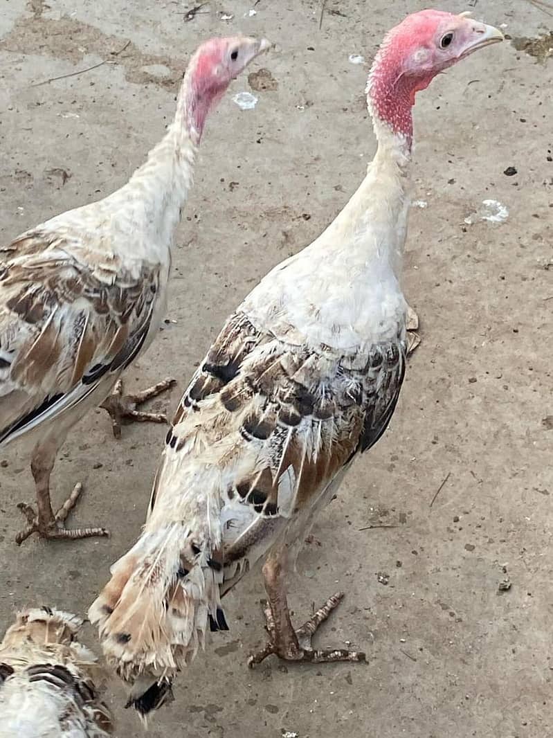 Hen turkey bird pair 1