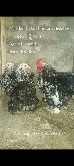 Mottled Pekin Bantam Breaders