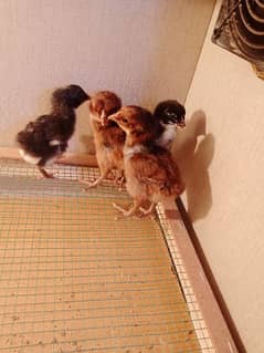 Aseel chicks for sale