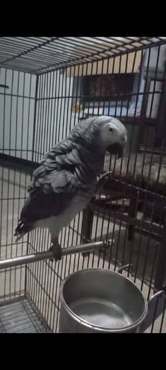 Very friendly timneh African grey parrot