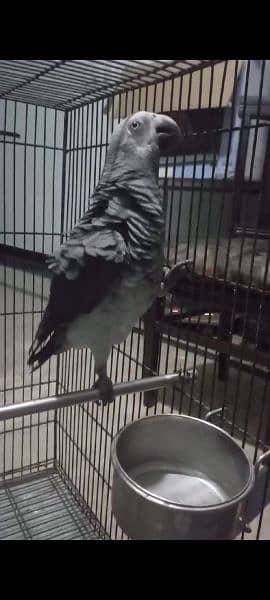 Very friendly timneh African grey parrot 1