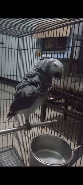 Very friendly timneh African grey parrot 2