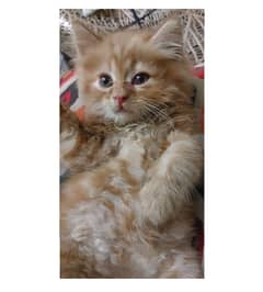 Pure Persian Kittens for Sale - Golden & Fawn Colours,Triple Coated