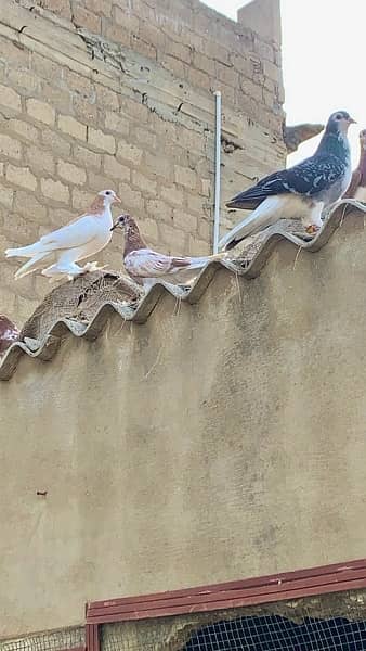 all pigeon for sale 2