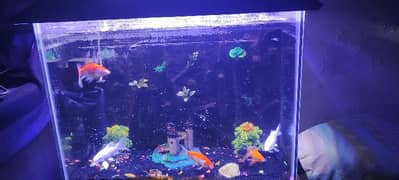 fish and aquarium for sale