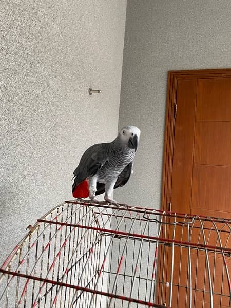 African Grey Parrot 2