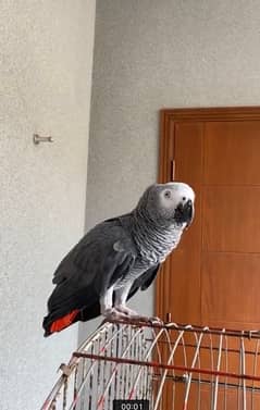 African Grey Parrot 0