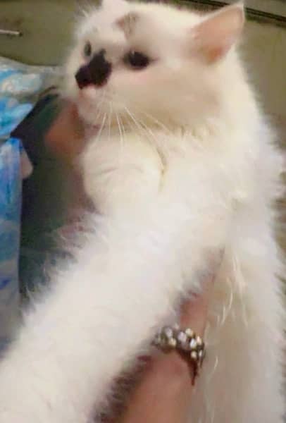 persian cat for sale 1