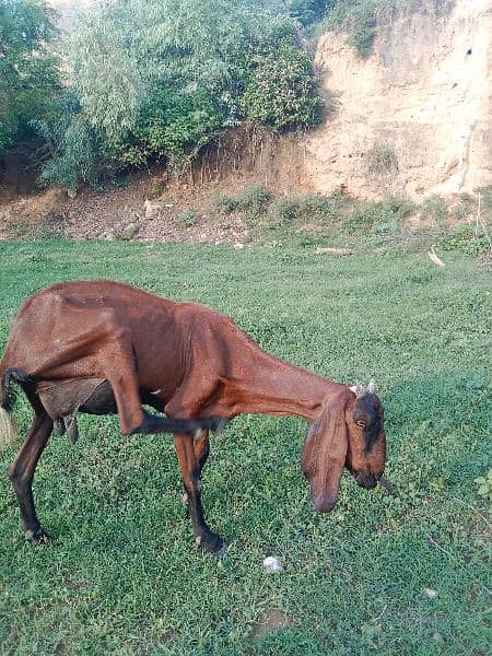 Goat golden colour 1