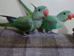 Kashmiri raw parrots