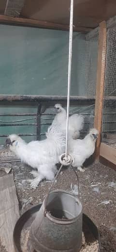 White silkie chicks 3 months pair