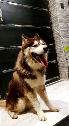 Husky