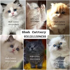 Persian Kittens / Ragdoll Kittens / Ragamuffin Kittens.