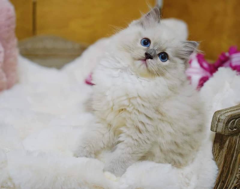 Persian Kittens / Ragdoll Kittens / Ragamuffin Kittens. 8