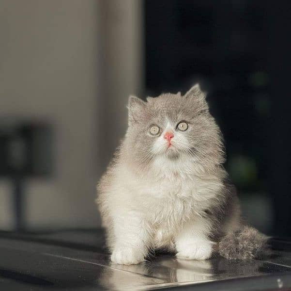 Persian Kittens / Ragdoll Kittens / Ragamuffin Kittens. 1