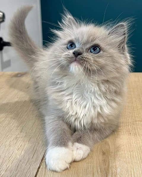 Persian Kittens / Ragdoll Kittens / Ragamuffin Kittens. 10