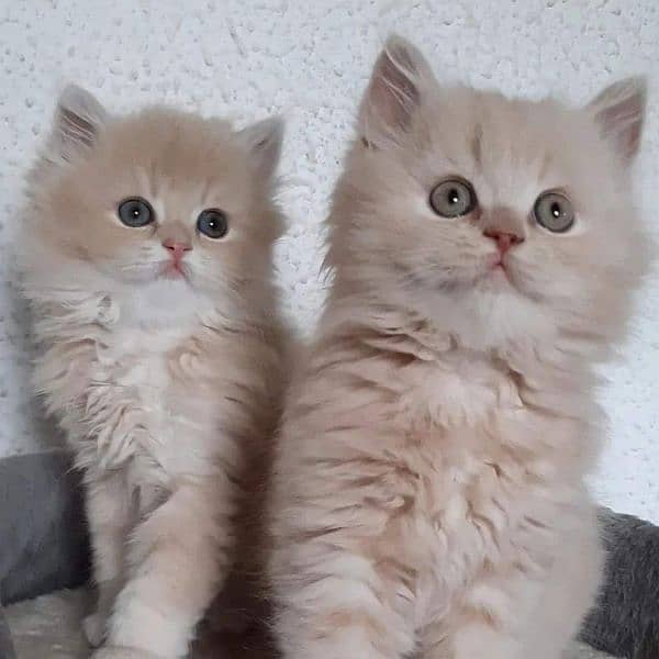 Persian Kittens / Ragdoll Kittens / Ragamuffin Kittens. 12