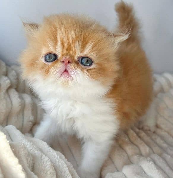 Persian Kittens / Ragdoll Kittens / Ragamuffin Kittens. 6