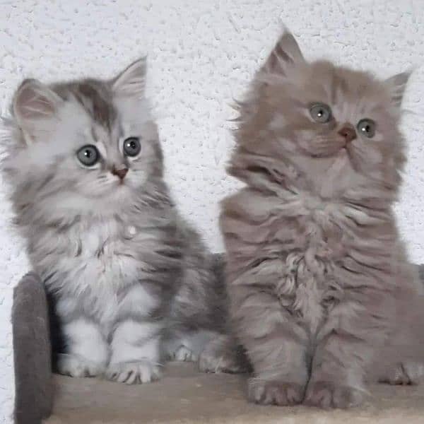 Persian Kittens / Ragdoll Kittens / Ragamuffin Kittens. 14