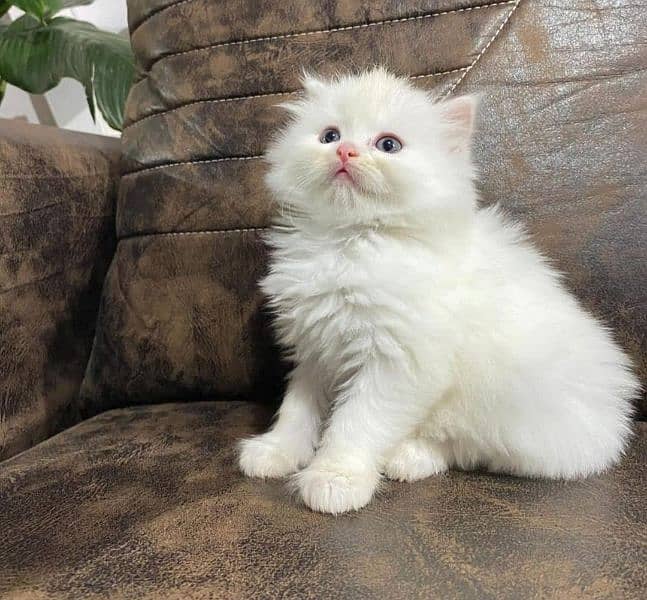 Persian Kittens / Ragdoll Kittens / Ragamuffin Kittens. 15