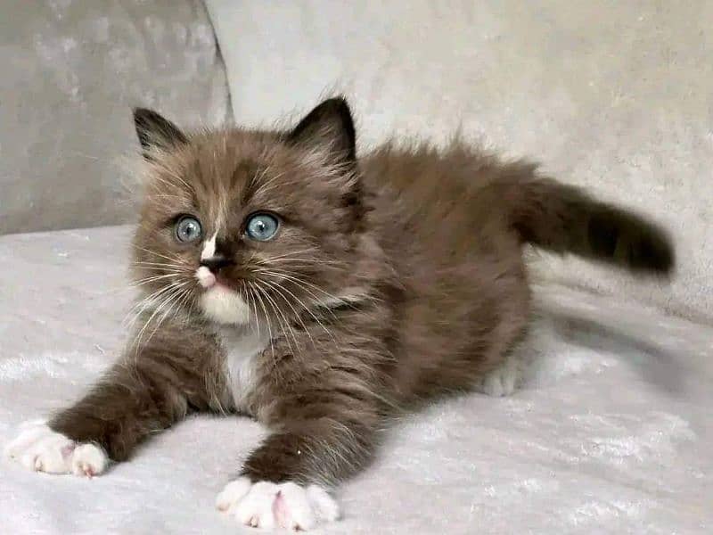 Persian Kittens / Ragdoll Kittens / Ragamuffin Kittens. 16