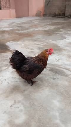 bantam hen and chick